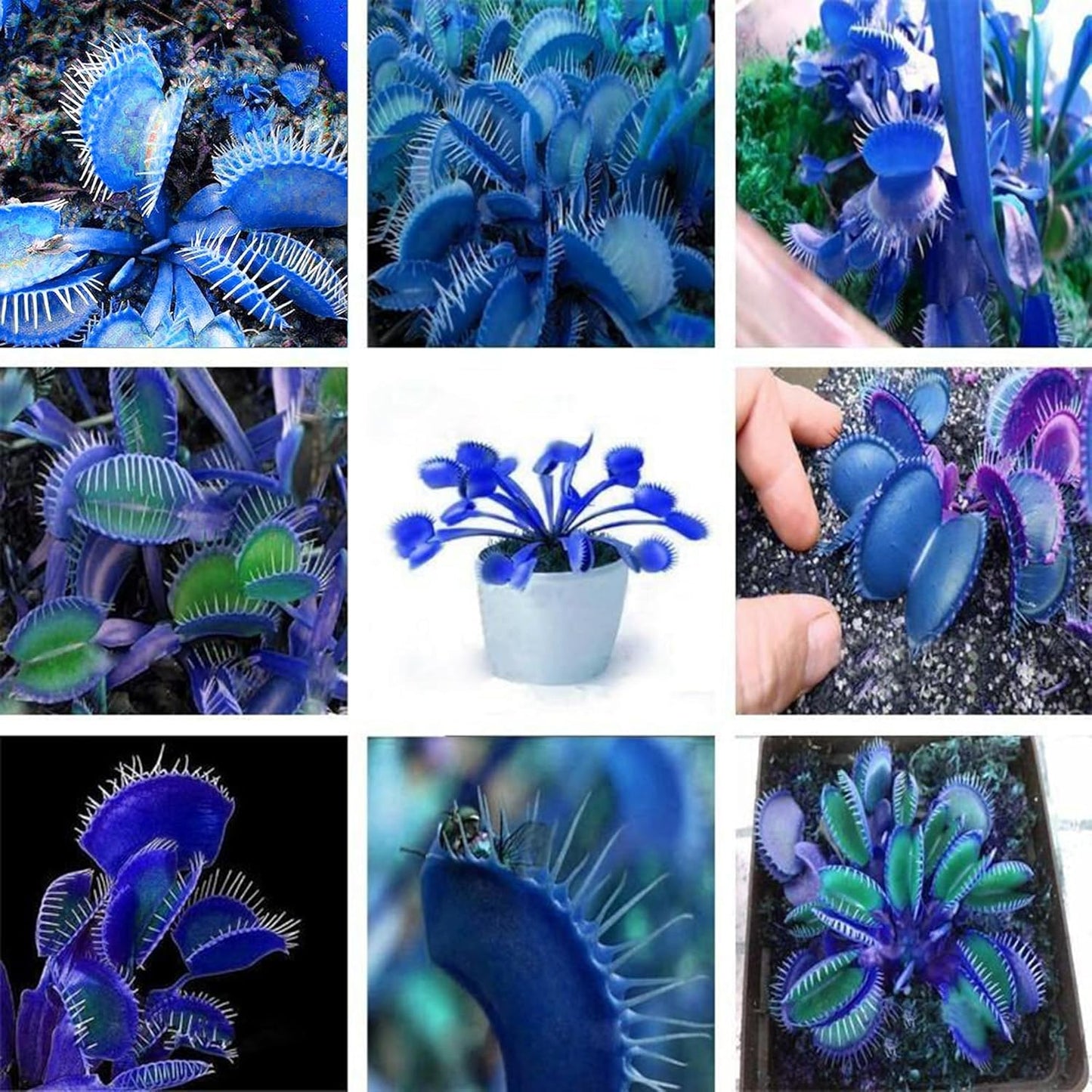 Blue Venus Flytrap Herb Seeds