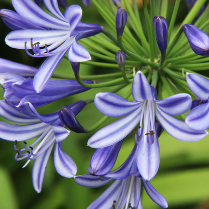 Graines de fleurs Lys du Nil