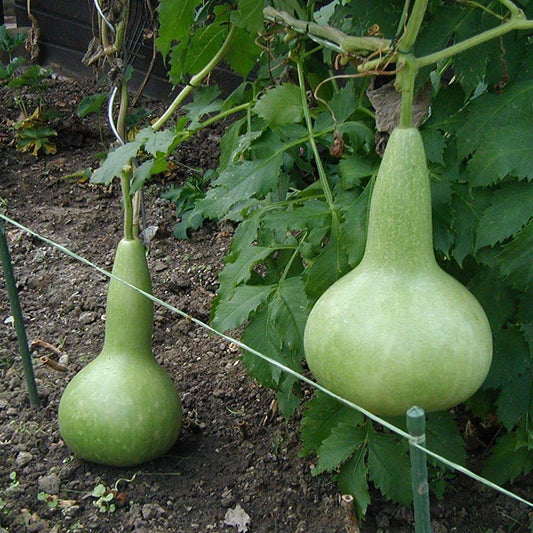 Semi di verdura Banjo Gourd (curvo e allungato)