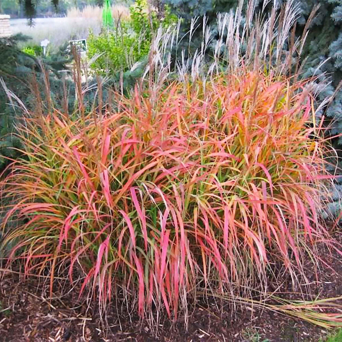 Miscanthus Flame Grass Seeds
