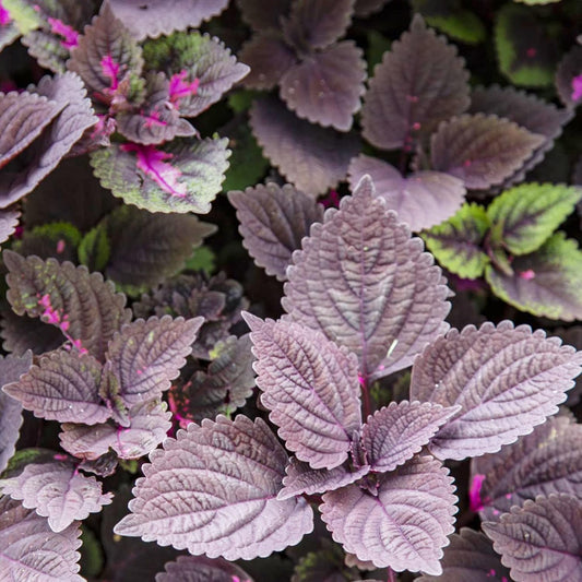 Palisandra Schwarze Coleus Kräutersamen
