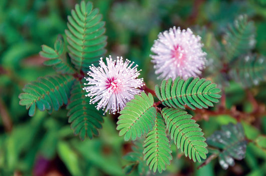 Mimosa Pudica Flower Seeds
