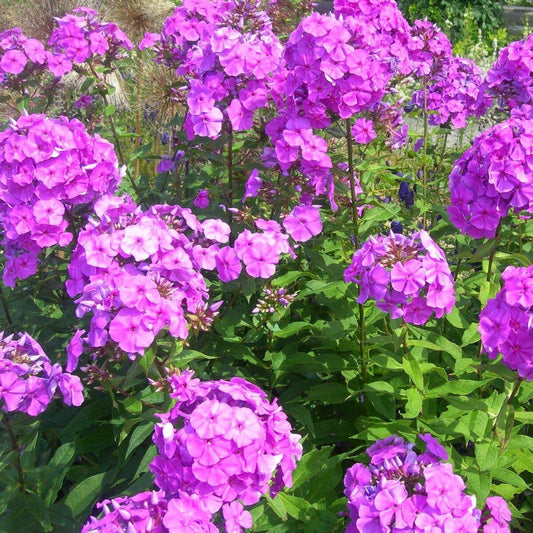 Purple Tall Phlox Flower Seeds