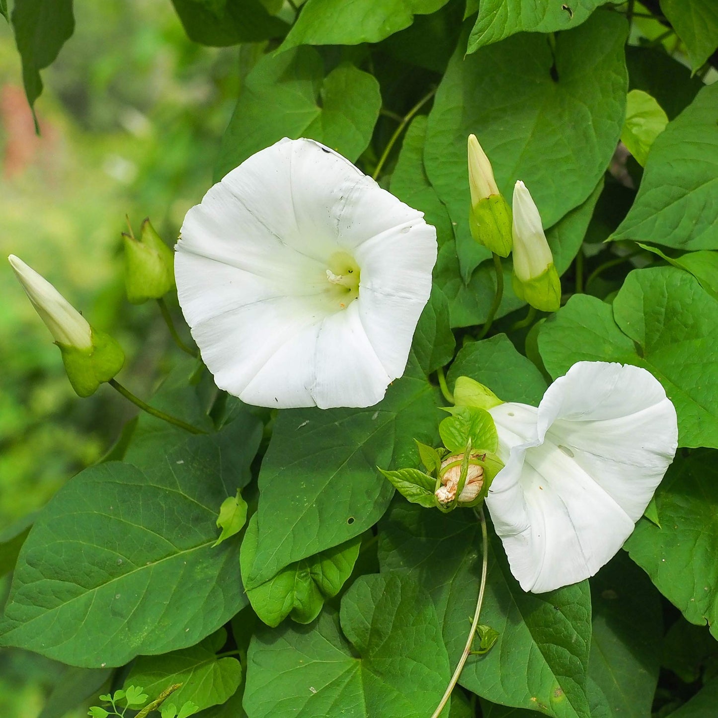 White Morning Glory Flower Seeds