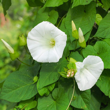 White Morning Glory Flower Seeds