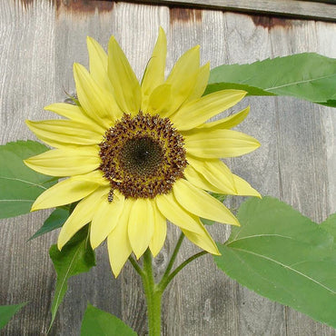 Sunflower 'Moonwalker' Flower Seeds