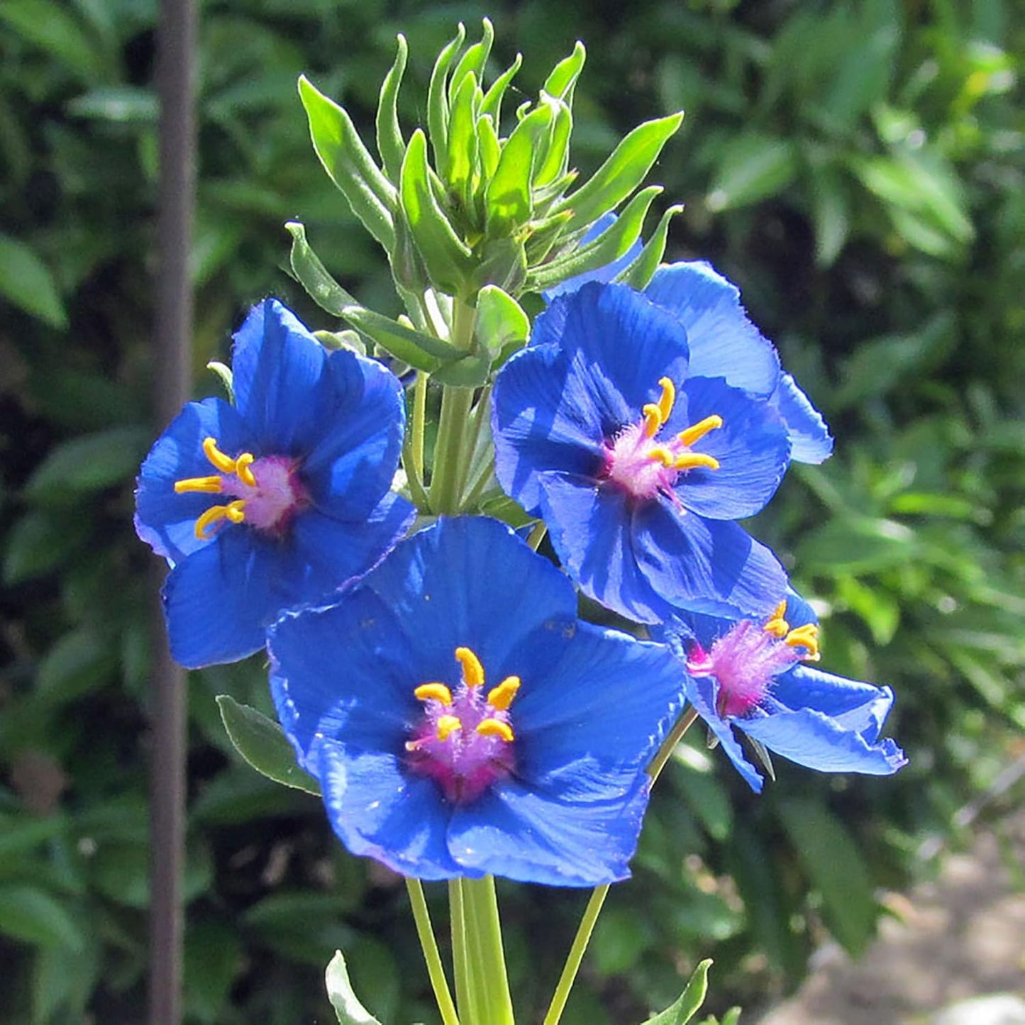 Blue Pimpernel Flower Seeds