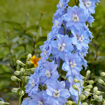 Rocket Larkspur Light Blue  Flower Seeds