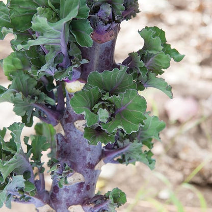 カレット野菜の種