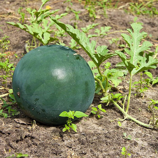 Densuke Wassermelonensamen mit schwarzer Schale