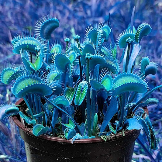 Semi di Erba Dionaea Muscipula Blu