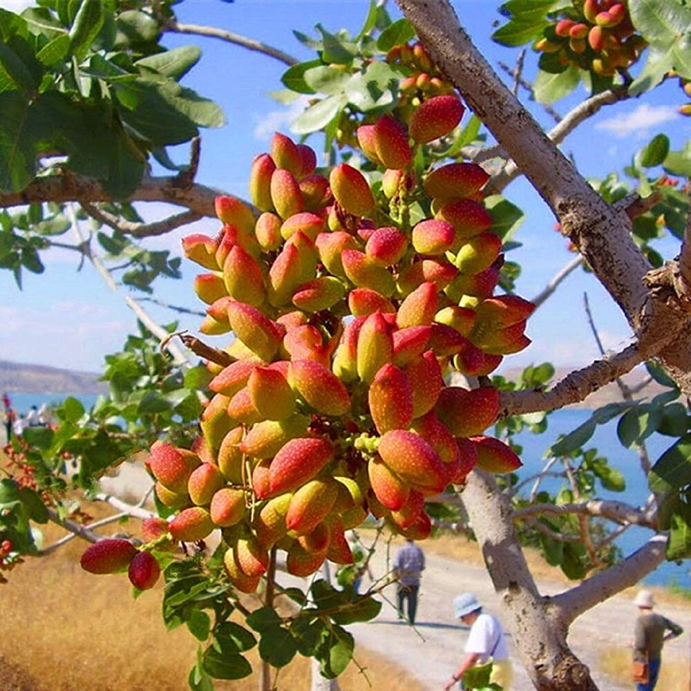 Pistachio Tree Seeds