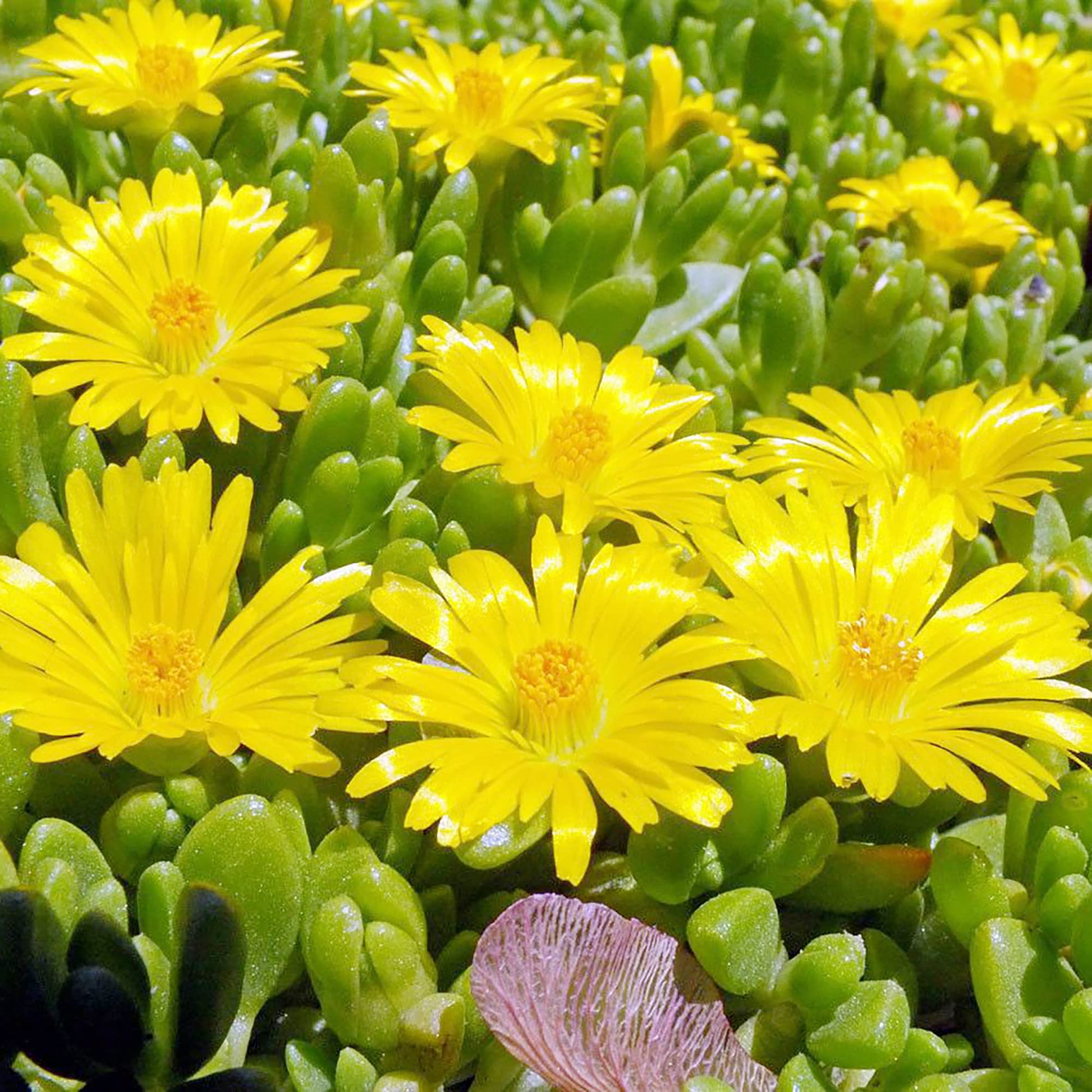 ice plants seeds Yellow Ice Plant (Delosperma nubigenum) Flower Seeds for Planting – He – Pure Asia Seeds