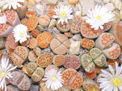 Living Stones Lithops Flower Seeds
