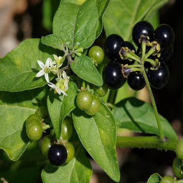 Black Nightshade (Solanum Nigrum) Herb Seeds
