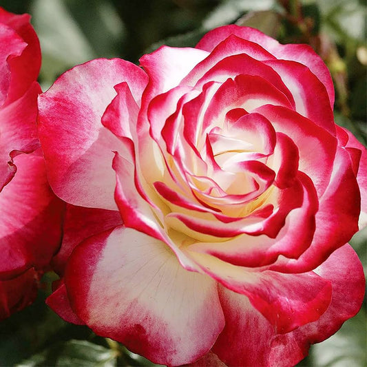 Rosa Cherry Parfait Flower Seeds