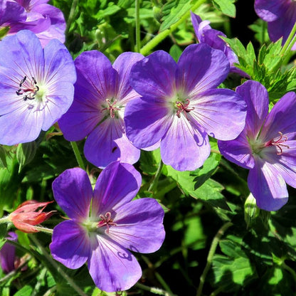 Geranium 'Rozanne' Flower Seeds