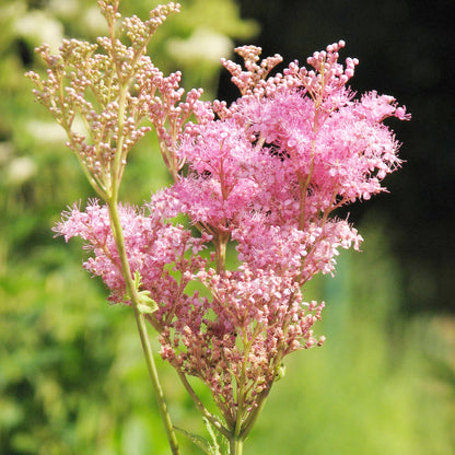 Queen of The Prairie Flower Seeds
