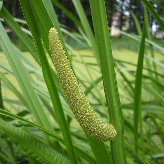 Semi di erba di calamo aromatico