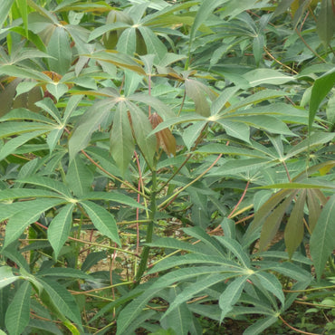 Manihot Grahamii Shrub Seeds for Planting – Heirloom, Non-GMO, Easy to Grow, Tropical