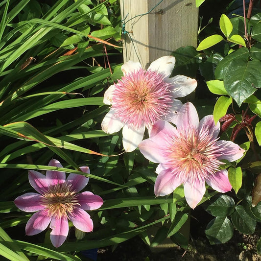 Empress' Clematis Flower Seeds