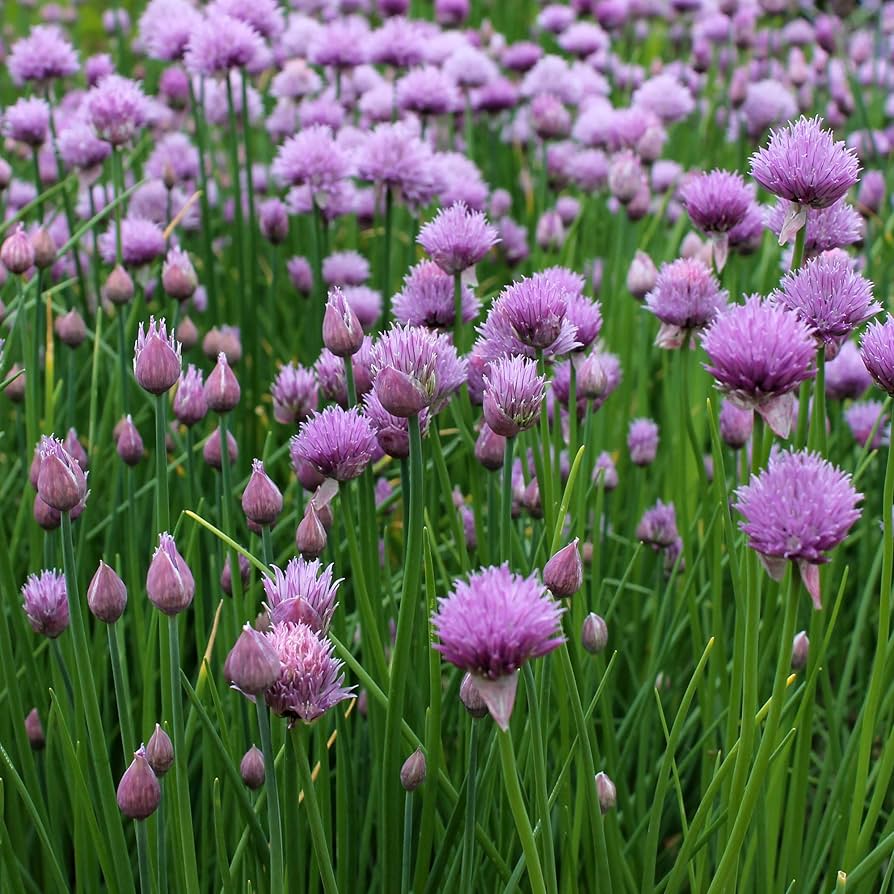 Chive Herb Seeds