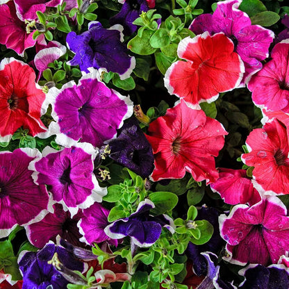 Semillas de flores perennes de petunia