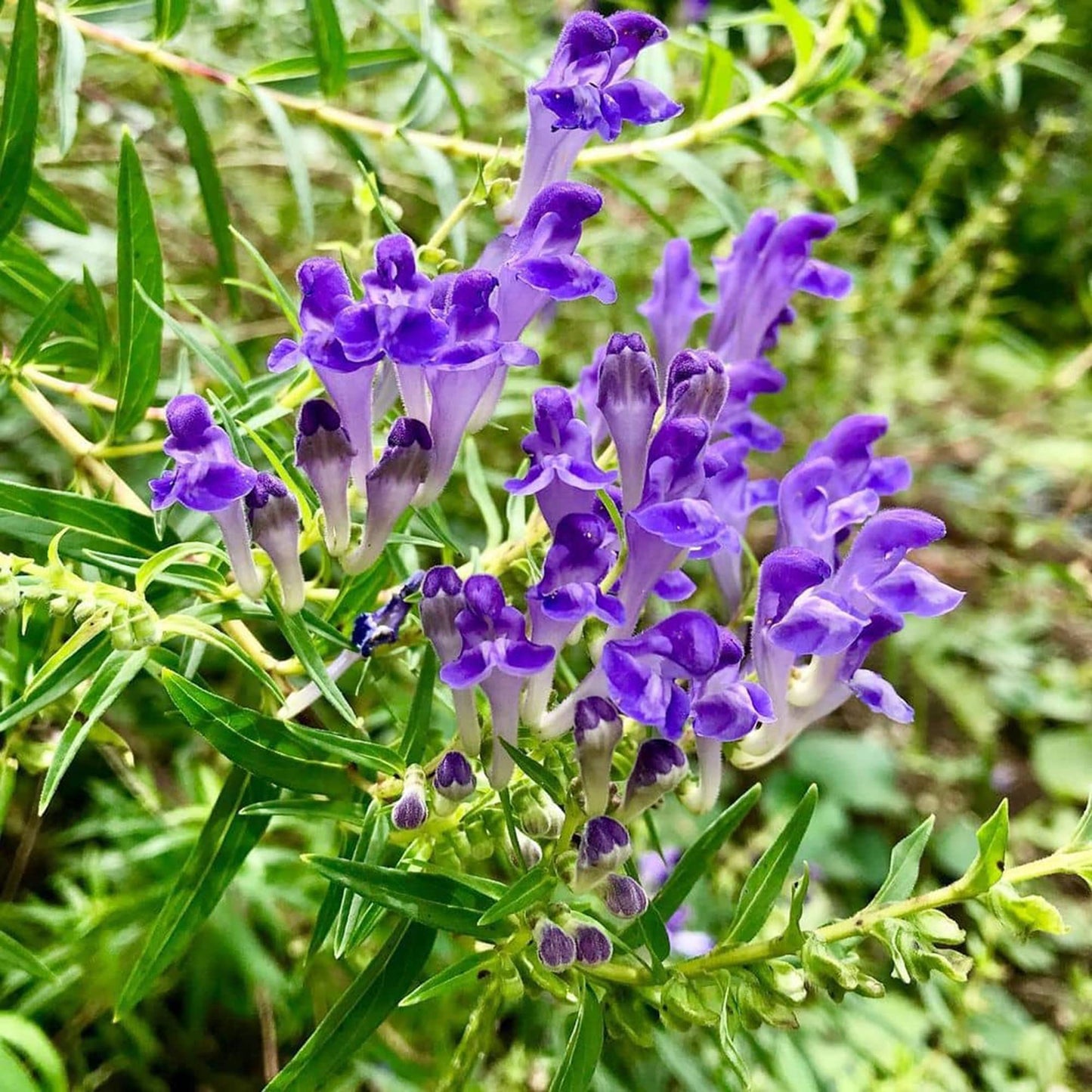 伝統種スカテラリアの花の種 植え付け用 乾燥に強い伝統種・遺伝子組み換えなし 家庭菜園向け