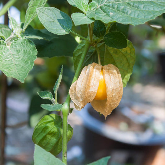 Cape Gooseberry Fruit Seeds