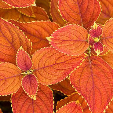 Coleus Fairway Orange Herb Seeds