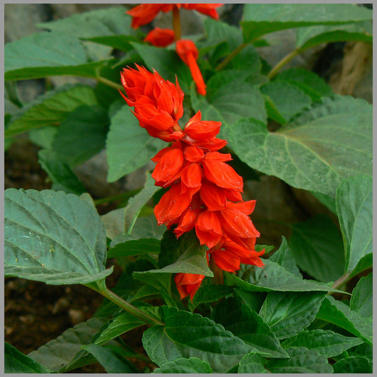 Scarlet Sage Flower Seeds (Salvia Red)