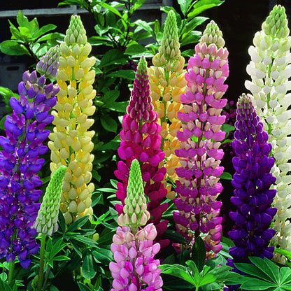 Mixed Lupine Flower Seeds