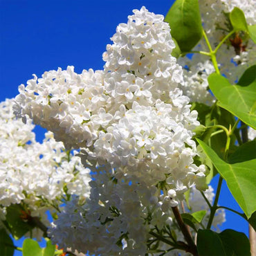 White Lilac Flower Seeds