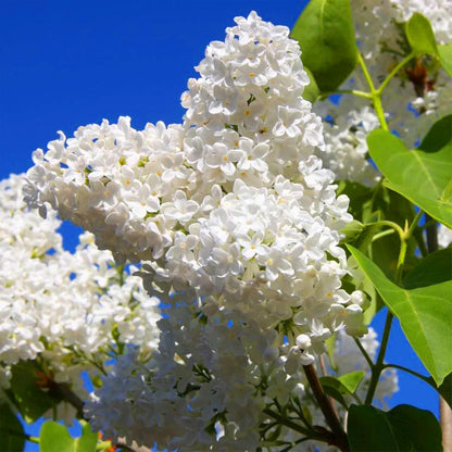 White Lilac Flower Seeds