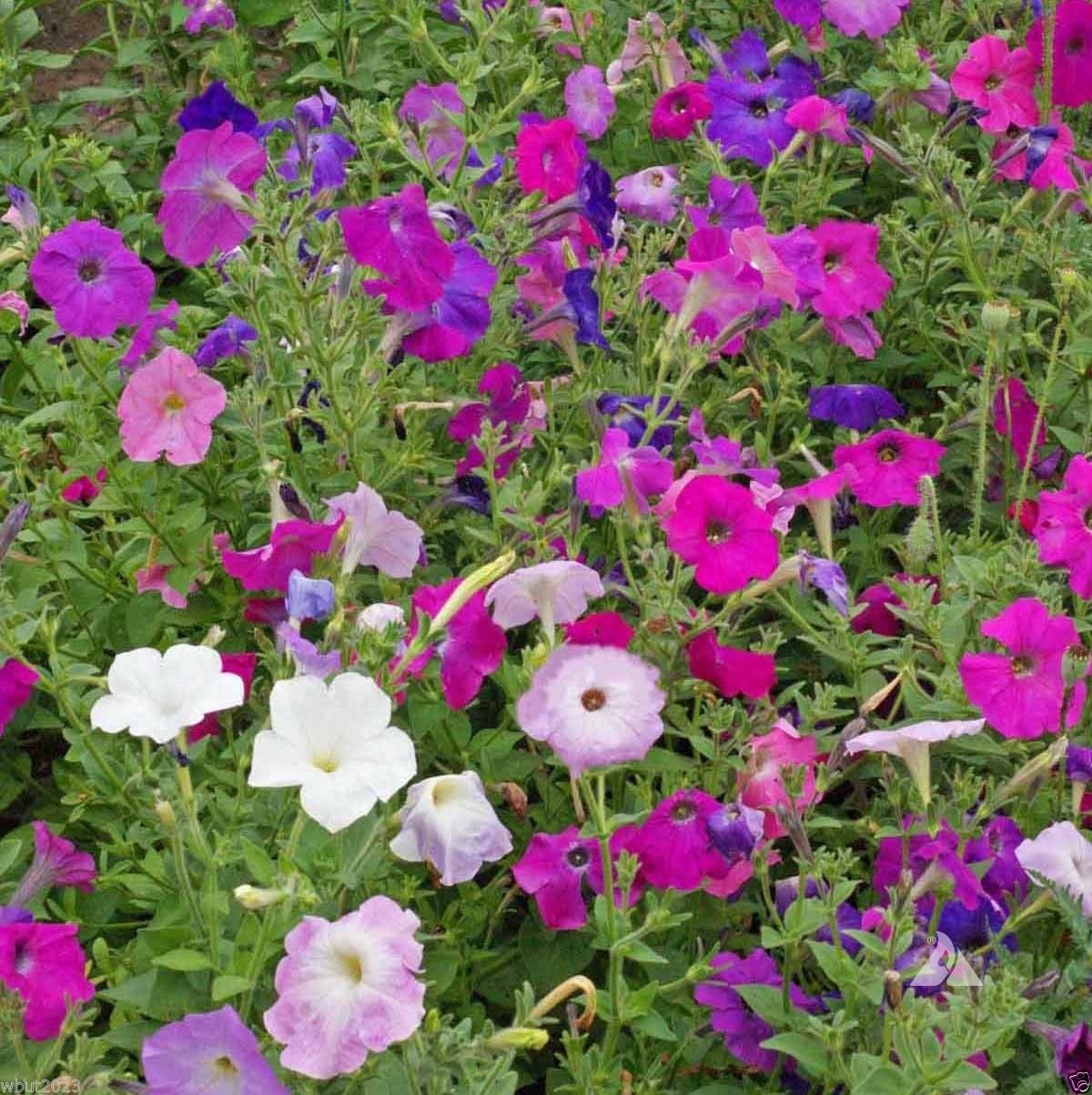 Laura Bush Petunia Flower Seeds