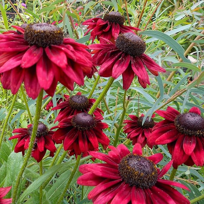 Rudbeckia hirta 'Cherry Brandy' (Black-Eyed Susan) Flower Seeds