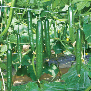 Japanese Long Cucumber (Cucumis sativus) Vegetable Seeds for Planting – Heirloom, Non-GMO, Annual