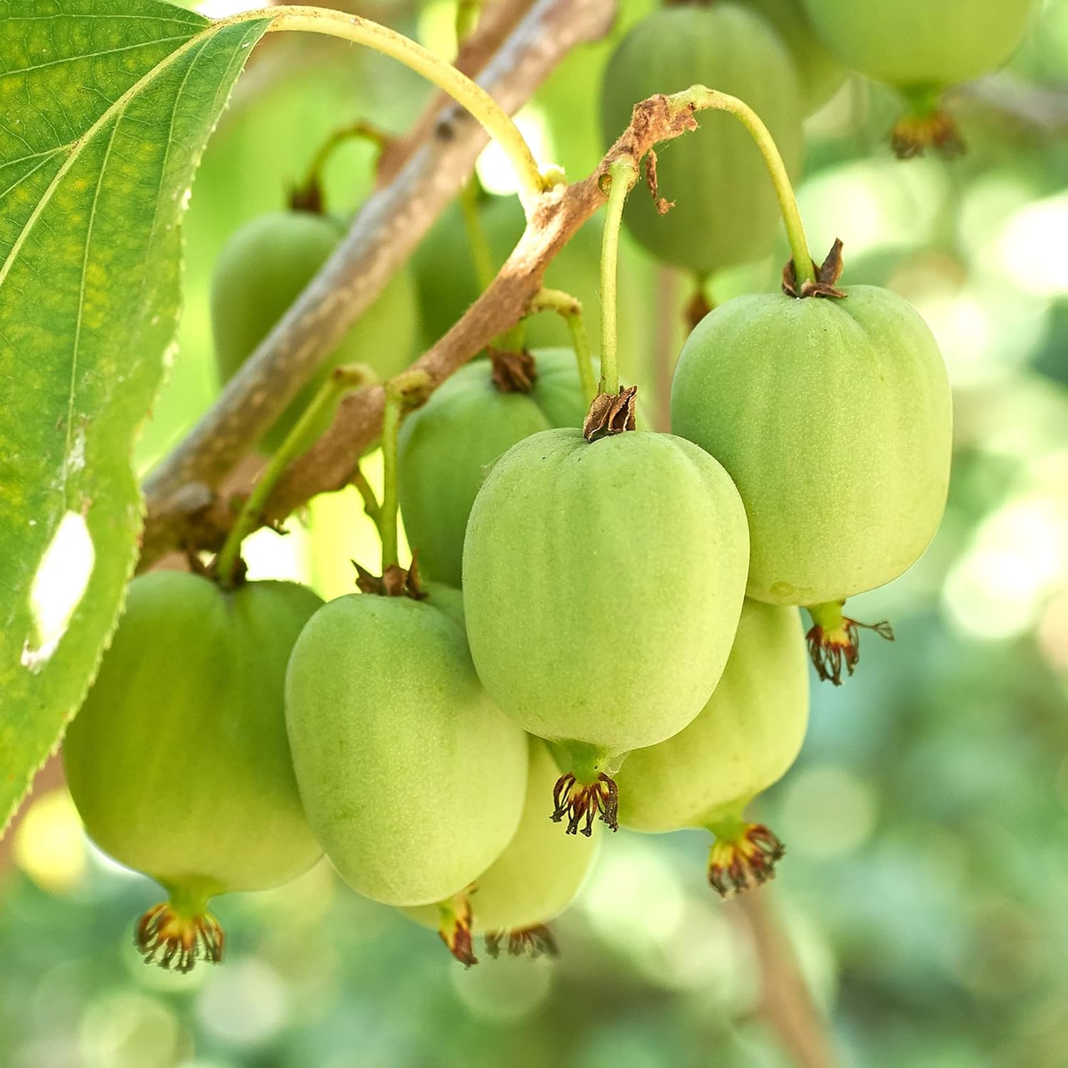 kiwi fruit seeds for planting Kiwi Berry (Actinidia arguta) Fruit Seeds for Planting – Heirloom, Non – Pure Asia Seeds