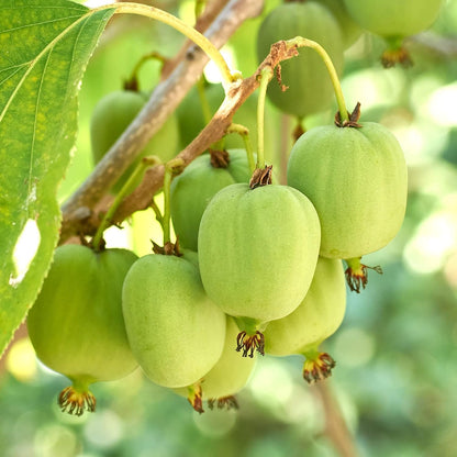Kiwibeeren-Fruchtsamen