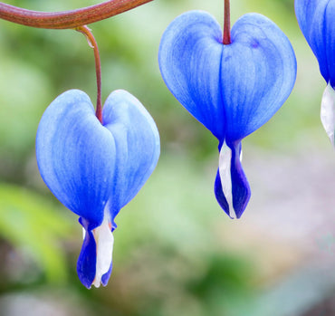 Blue Bleeding Heart Flower seeds for Planting - Long Bloom Season, Heirloom & GMO Free Seeds for Home Garden