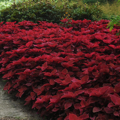 Coleus 'Redhead' Herb Seeds