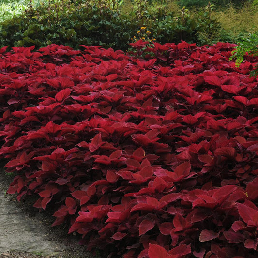 Coleus 'Redhead' Herb Seeds