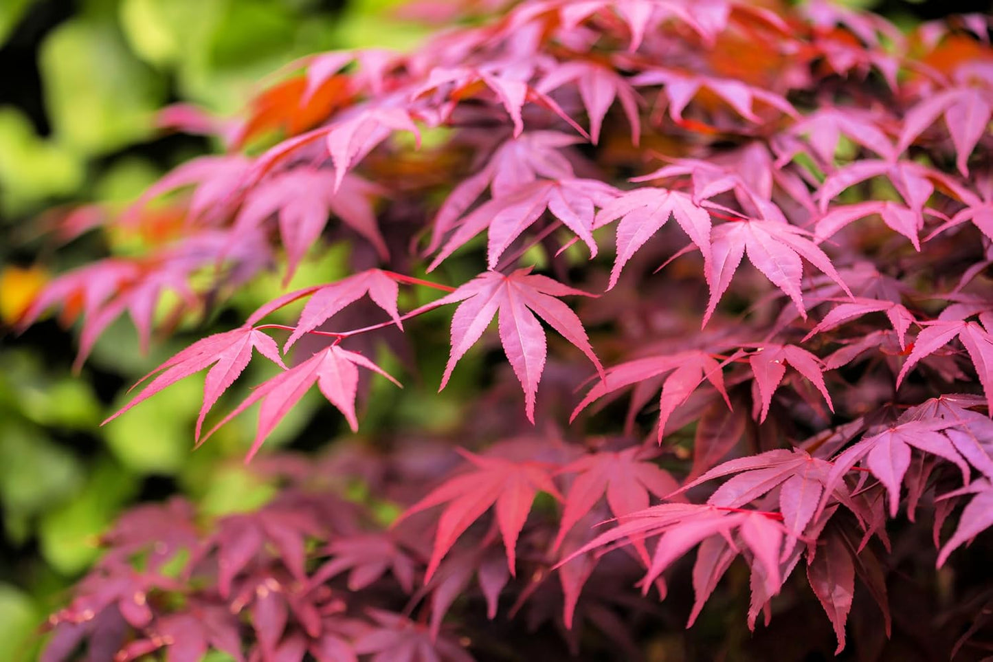 Red Dragon Japanese Maple Herb Seeds