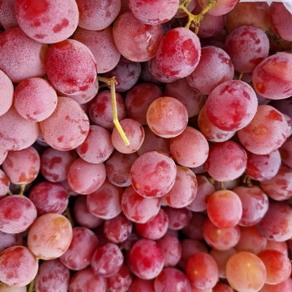 planting concord grape seeds Red Concord Grape Fruit Seeds for Planting – Heirloom, Non-GMO, Easy t – Pure Asia Seeds