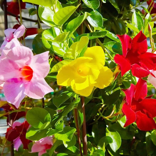 Sanderi Flower seeds for Planting Shade Tolerant Heirloom & GMO Free Seeds for Home Garden 
 
 Sale
