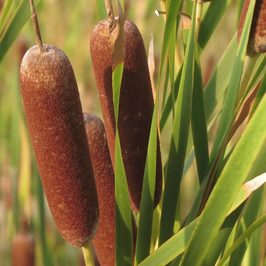 Broadleaf Cattail Herb Seeds