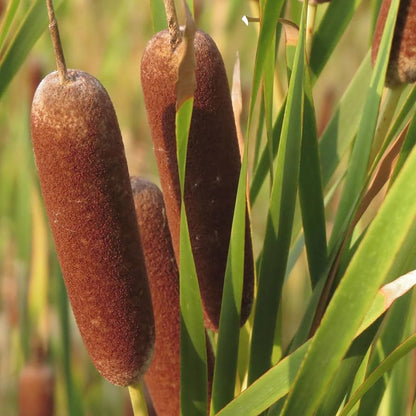 Broadleaf Cattail Herb Seeds