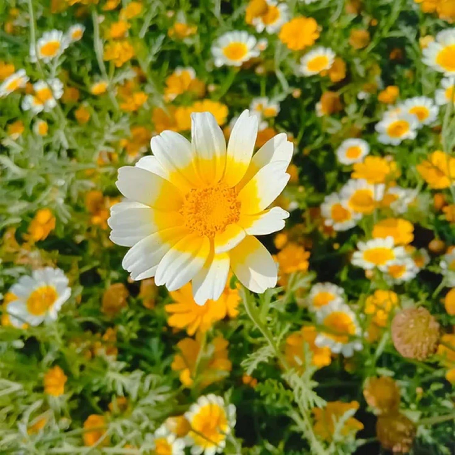 Glebionis Coronaria Flower Seeds