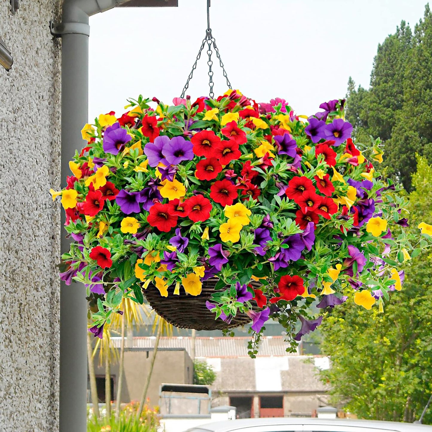Calibrachoa Flower Seeds