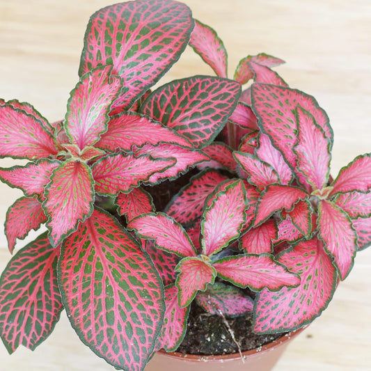 Fittonia Albivenis Flower plant Seeds